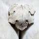 Image for article titled What Is It With Scientists And Their Reluctance To Study Vaginas?